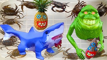 Kem Ốc Chanel bị cá mập, ốc sên ma quái, quái vật đi bắt con cua, doreamon, mèo hello kitty, con vịt