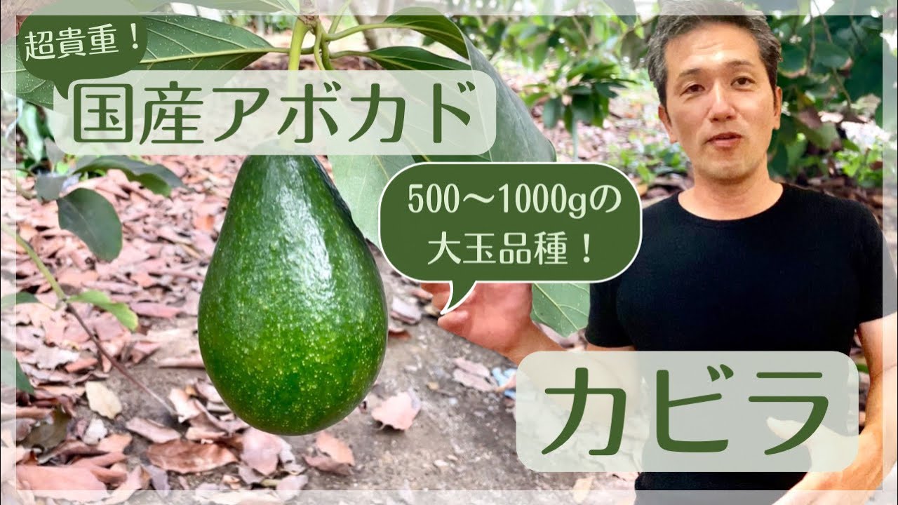 今週の糸島食材は国産アボカド【カビラ】！ - YouTube