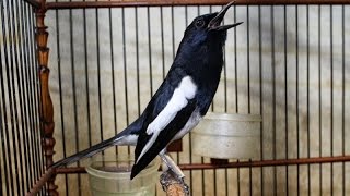 Hebat !! Burung Kacer Gacor 20 Menit