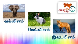 #AranTamil தமிழ் |வல்லினம் மெல்லினம் இடையினம் | Tamil Vallinam Mellinam Idaiyinam for Kids