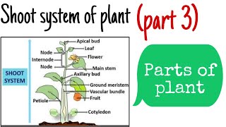 Shoot system of plant (Parts of plant ) science (Part-3) #bpsc #upsc #ncert #uppcs #science #biology