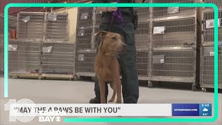 Polk County hosting 'May the 4 Paws be with you" pet adoption event