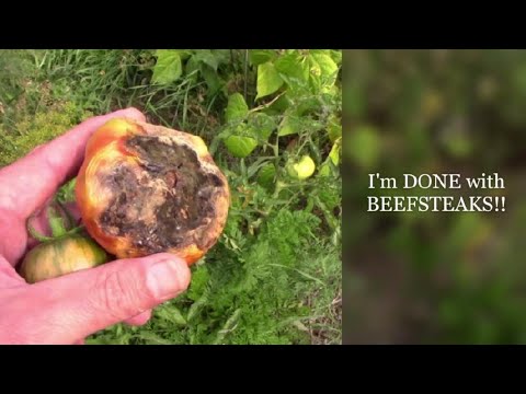 Bush Beefsteak vs Black Krim vs Blossom End Rot (BER)