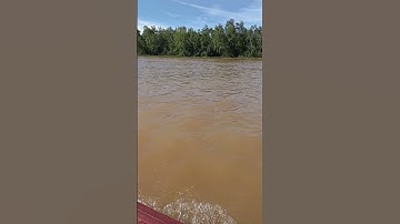 🔴Indah Sekali, Menyusuri Muara Hutan Bakau di Pagi Hari #shorts #Shortsviral #shortstrending