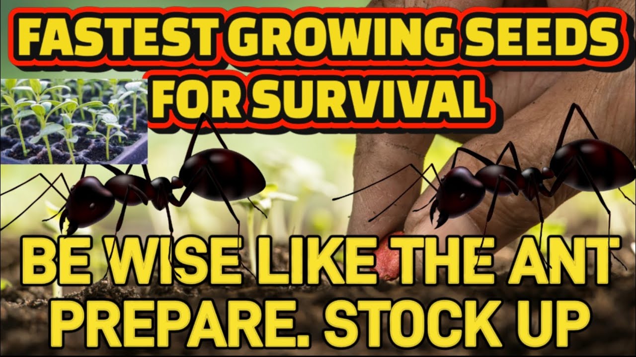 EMERGENCY FASTEST GROWING SEEDS TO Grow Survival Food. Be Wise Like The Ant. Be a Prepper. Stock up.