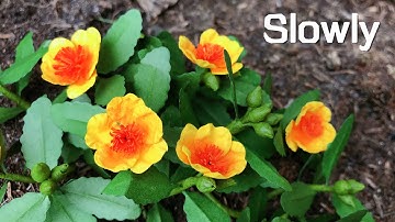 ABC TV | How To Make Portulaca Oleracea Paper | Flower Die Cuts (Slowly) - Craft Tutorial