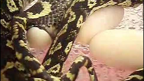 Jungle Python Laying egg no.3