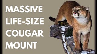 We Picked Up a GIANT Life-Size Cougar Mount! (Award-Winning Taxidermist)