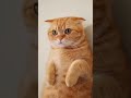 Baby Doctor Scolds His Cat Patient 👶🩺🐱 | Funny Checkup Moment!