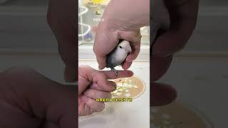 Easiest Parrot Bar-Flipping Tutorial! Master It Now