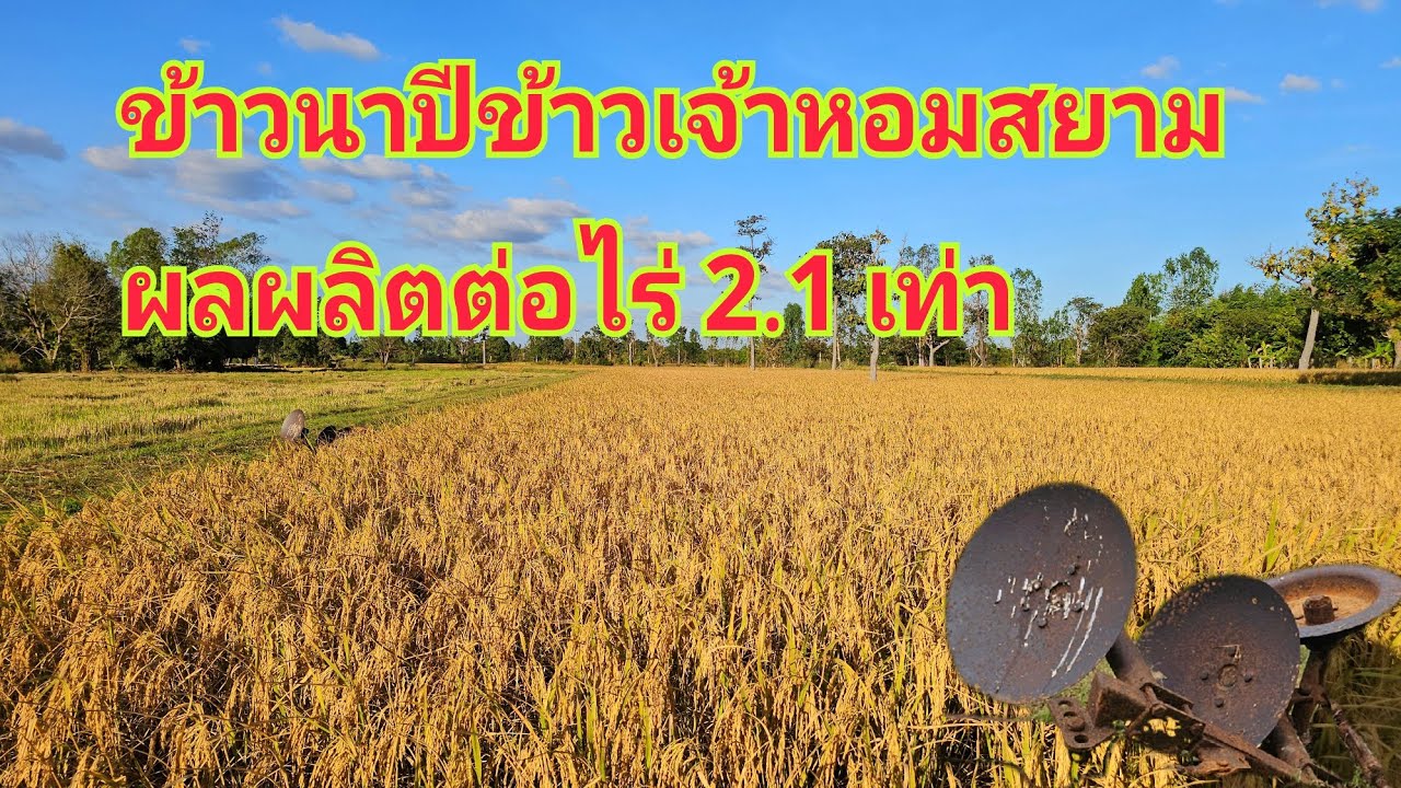 ทำนาปีปลูกข้าวเจ้าหอมสยามใช้พันธุ์ข้าว60กิโลกรัมทำนาได้ 25ไร่!!สุดยอดจริงๆผลผลิตที่ได้เกินคาดจริงๆ