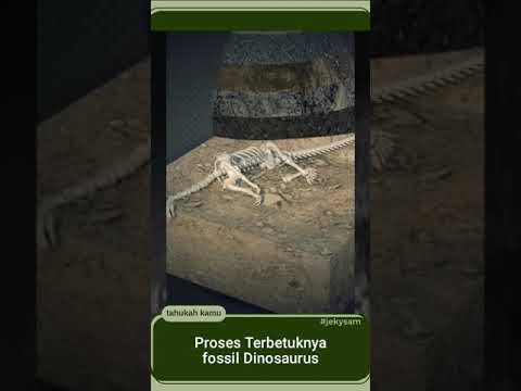 Video: Kapan fosil dibuat?
