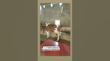 #cow #fogger HF 🐄