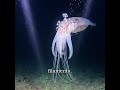 Magnapinna Squid: The Deep Sea Alien.