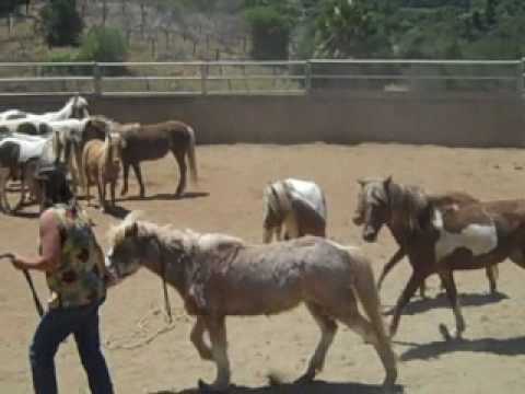 Trimming a bunch of wild ponies, David Lee Archer....