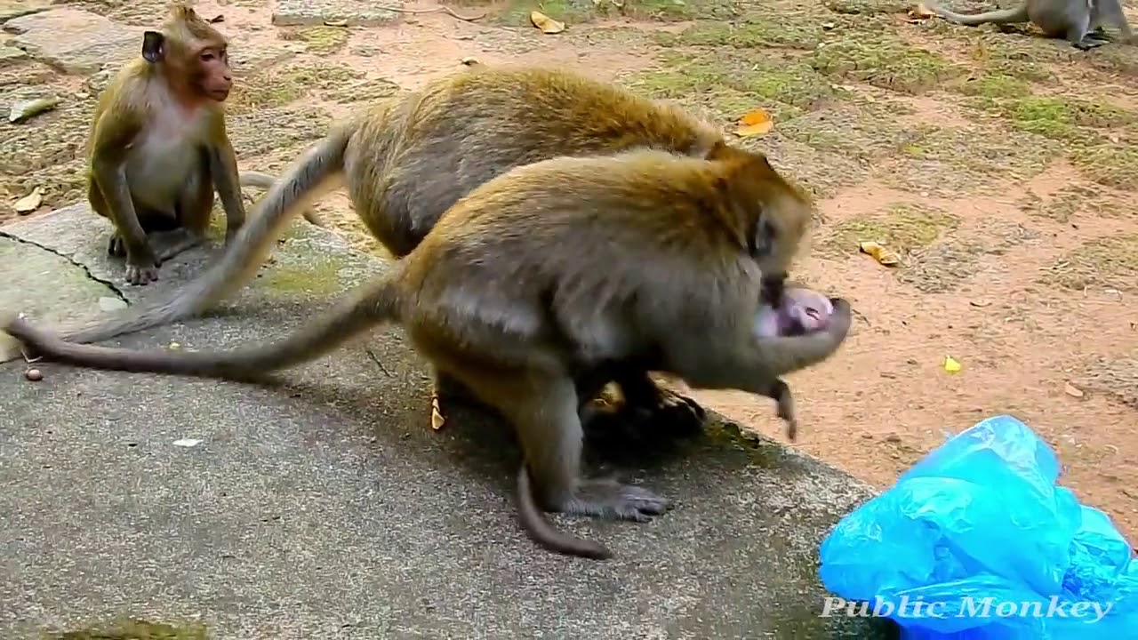 Nearly Die | DeeDee Attack Poor Baby Daniela Nearly Pass Away By Angry Baby Daniela Reply Back