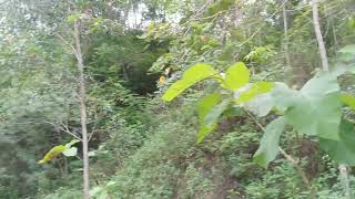 Download Lagu KHUSUS DEWASA‼️CEPAT TONTON SEBELUM DIHAPUS. MENELUSURI LEBIH DALAM DESA TERPENCIL JAWA PEDALAMAN MP3