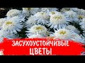 ПОСАДИТЕ ЗАСУХОУСТОЙЧИВЫЕ НЕПРИХОТЛИВЫЕ МНОГОЛЕТНИЕ ЦВЕТЫ в САДУ!