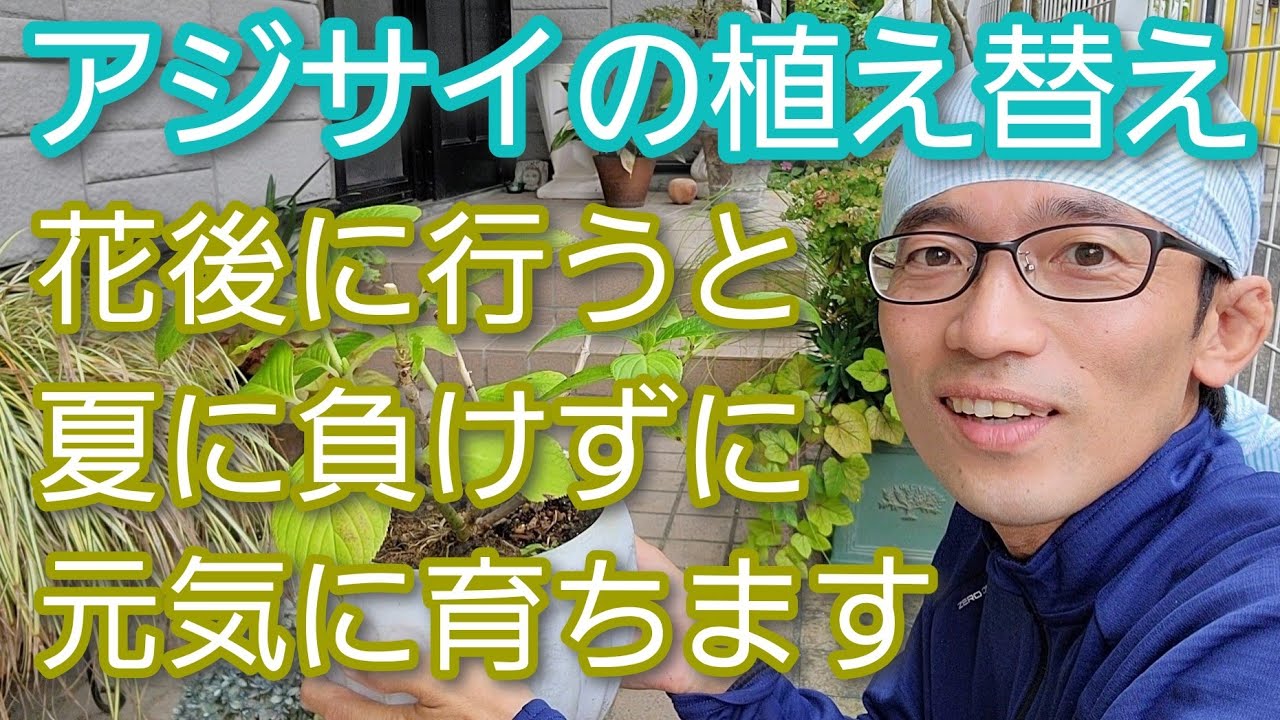 【アジサイ(紫陽花)の植え替え】花が咲いた後に行うメリットと気を付けたいことを実践解説(2022年7月)🌺☀️