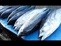 Live 07 mar 24amazing fresh yellowfin tuna cutting by bro adi followed by other great fish cutting