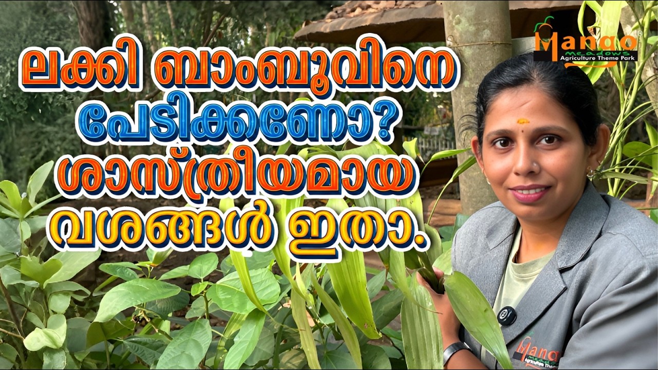 നിങ്ങളുടെ വീട്ടിലും ലക്കി ബാംബൂ ഉണ്ടോ? എങ്കിൽ ഇതൊന്ന് ശ്രദ്ധിക്കൂ! ​#luckybamboo #mangomeadows