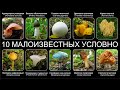 Топ 10 МАЛОИЗВЕСТНЫХ УСЛОВНО-СЪЕДОБНЫХ ГРИБОВ