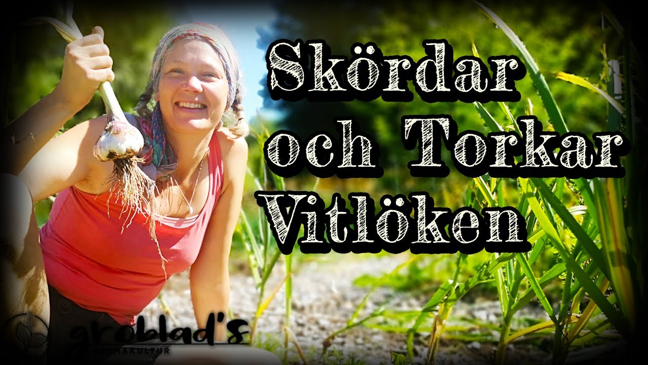 Hur Blev Vitlöksskörden Som Planterades i Gröngödsling