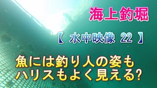 【 水中映像シリーズ 22 】海上釣堀 「魚には釣り人の姿もハリスもよく見える?」