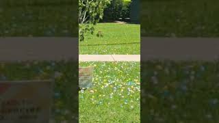 Easter eggs dropped from a Helicopter