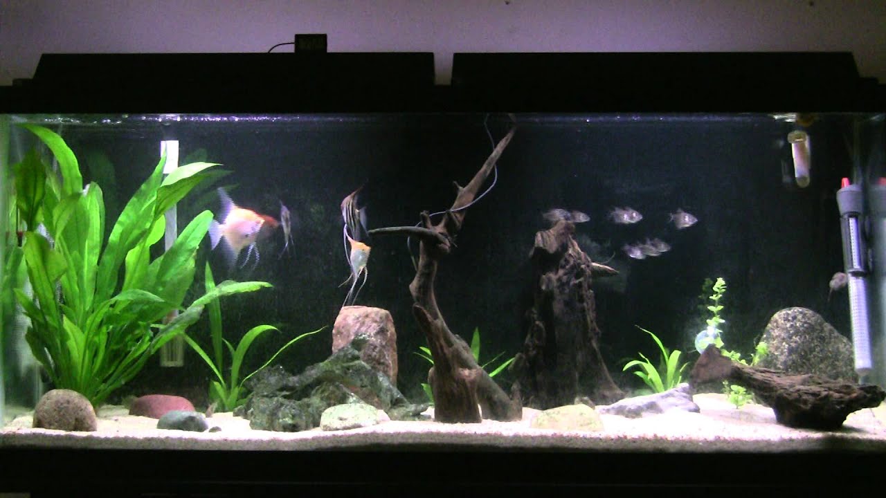 55 Gallon Aquarium With Angelfish YouTube 55-gallon-aquarium-with-angelfish-youtube