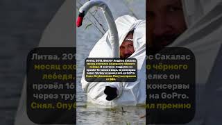 ПРЯМО ВНУТРИ ЛЕБЕДЯ. #литва #время #животные #редкий #редкиекадры #лебедь