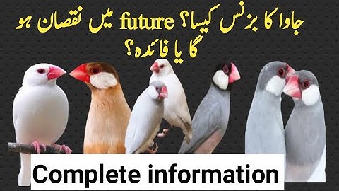 how to java sperrow business profit or loss#business #java #mutation #youtube#pets #goodaviary,