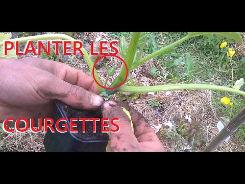 Vidéo: Comment Planter Des Courgettes