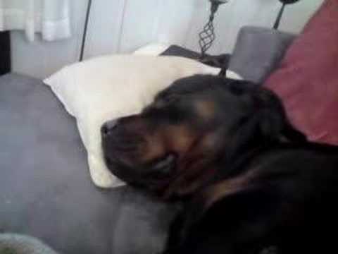 The Sleeping Rottweiler. He's snoring 