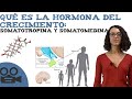 Qué es la hormona del crecimiento: somatotropina y somatomedina