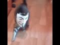 Nice Nice Cat