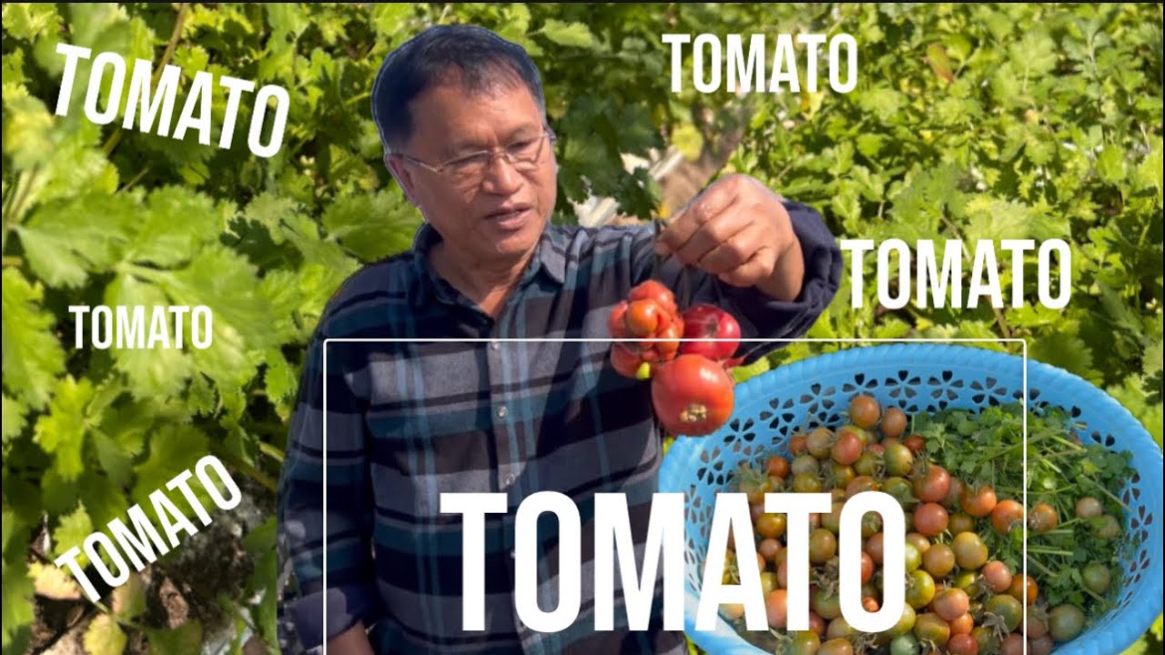 KA TOMATO LIAN THAR HMASAK BER LEH DHANIA