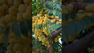 🌳 आंवला से लदा पेड़ 😍 | Nature's Superfruit 🍋 #Shorts