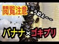 ゴキブリに大好物のバナナを与えたらどうなるのか知りたくないですか？