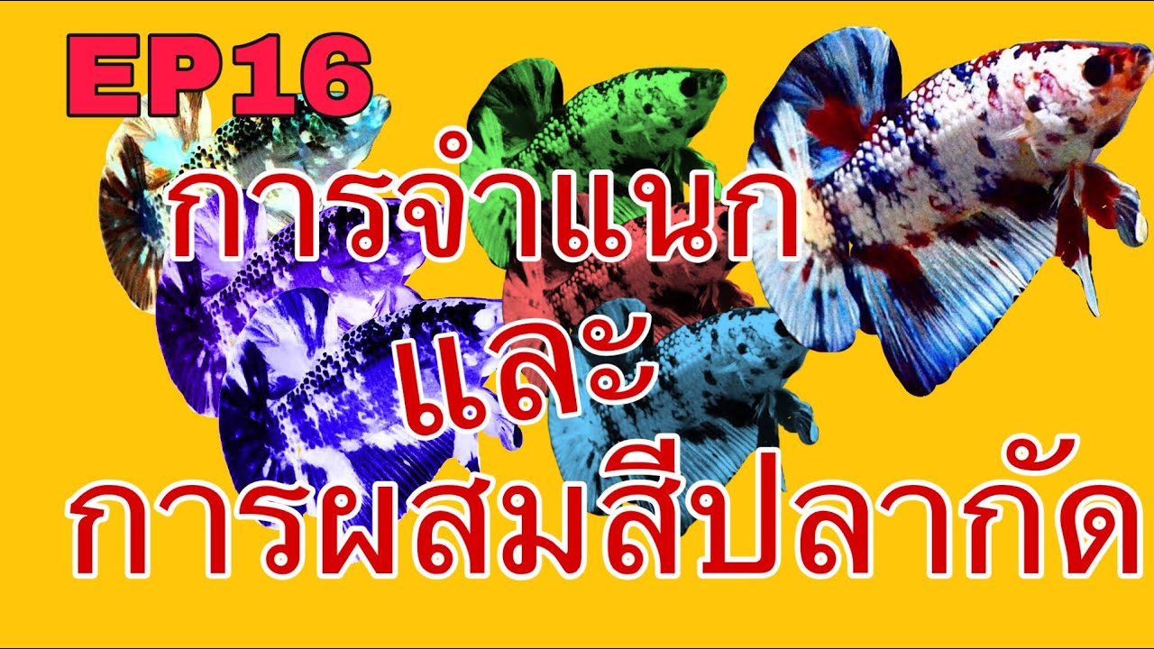 ผสมสีปลากัด มาทำความเข้าใจเรื่องของสีปลากัดในคลิปน