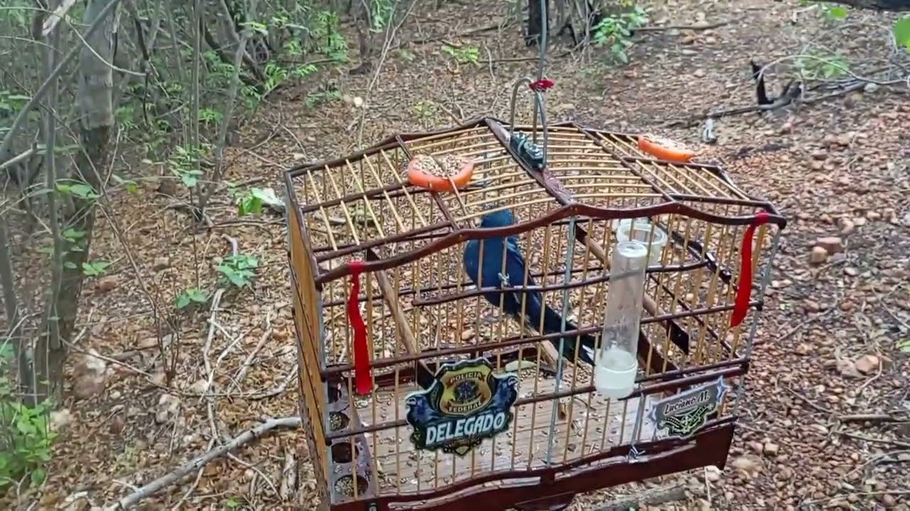 Azulão delegado 22.02.2026