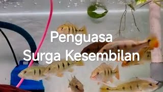 Perintah Kaisar Naga Bab 5724-5727 #perintahkaisarnaga #novel #novels #cerita #alurcerita #novela