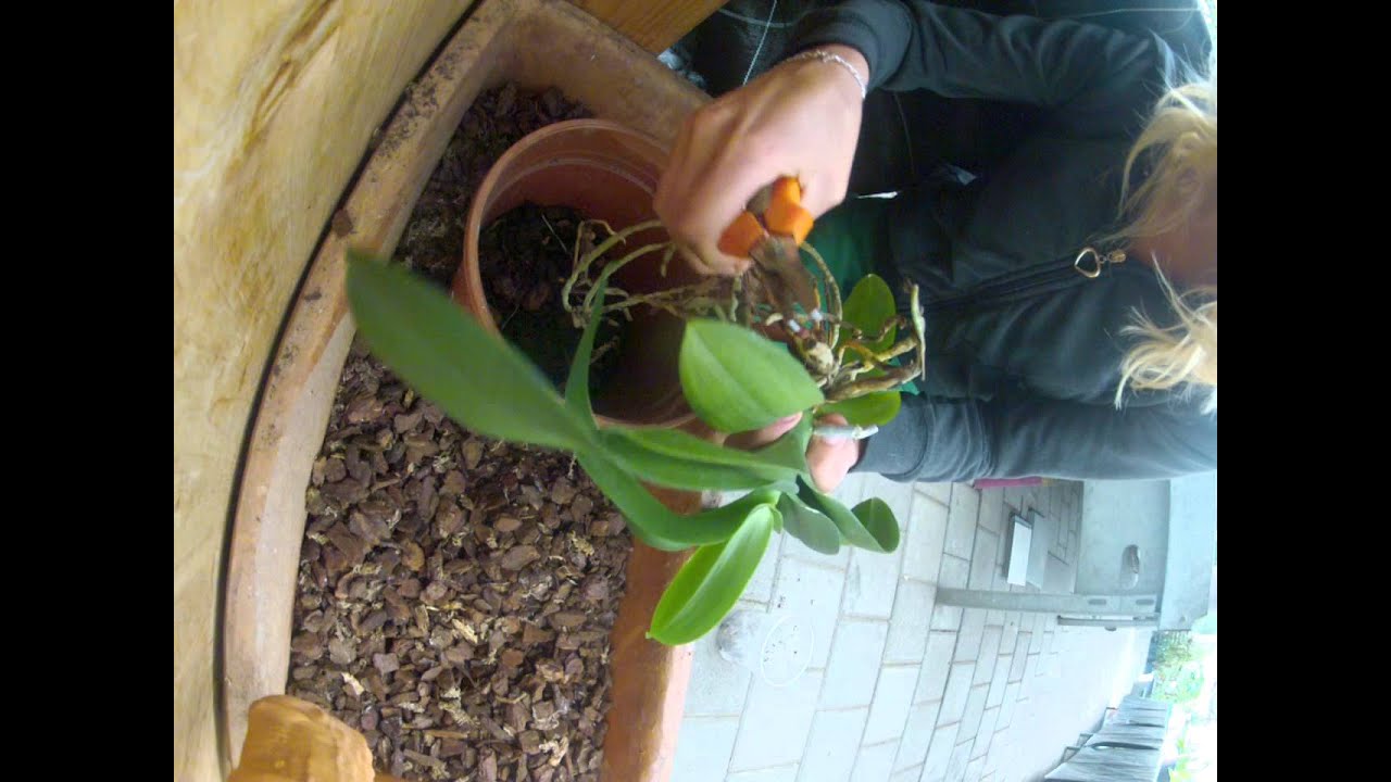 Orchideen Umtopfen Youtube