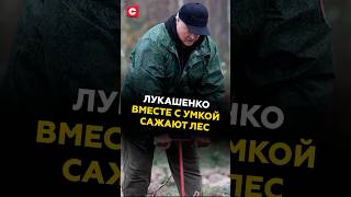 Лукашенко вместе с Умкой сажают лес #лукашенко #новости #беларусь #политика #субботник #батька