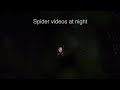 How to record videos of spiders at night - Tools &amp; Tips on spider hunting at night