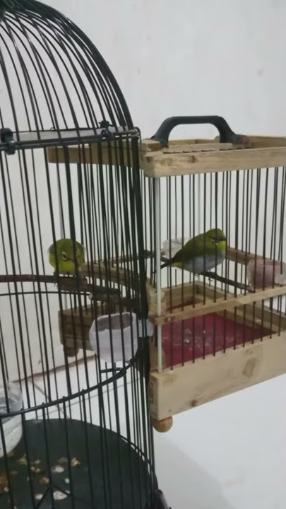 Tanda - tanda pleci cocok dengan untulan baru
