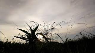 Indahnya pemandangan alam di sore hari