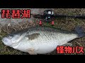 琵琶湖でとんでもないバス釣れた!見た目エグいモンスターバスヒットシーン!4キロオーバーのビッグバス!オカッパリバス釣りFishing Video Japan Lake Biwa #Shorts