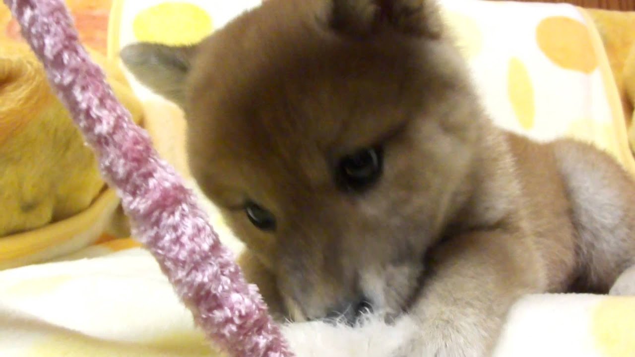 かわいい柴犬の子犬 20140913生まれ YouTube