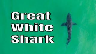 Drone Footage of Great White Sharks from Cape Cod, MA
